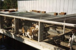 are puppy mills illegal in pennsylvania